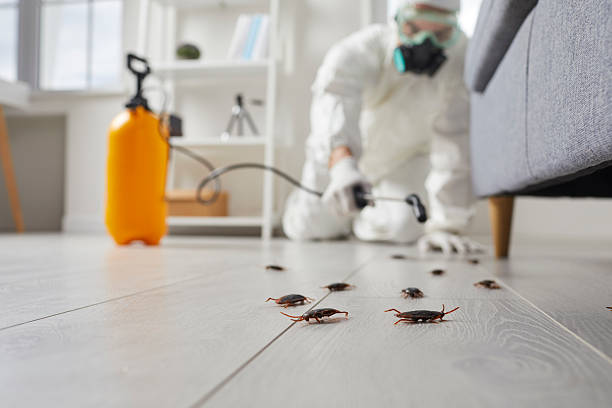 Post-Treatment Bed Bug Interceptor Monitoring in North Highlands